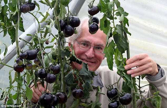 Ông Ray Brown đang sở hữu ba cây cà chua đen