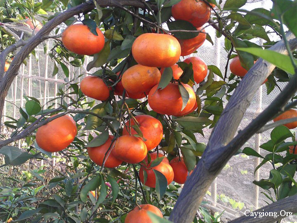 Kỹ thuật trồng cam đường canh sai quả không rụng
