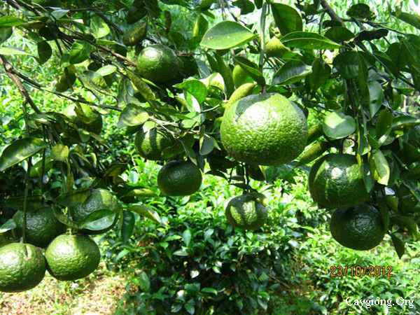 Kỹ thuật trồng và chăm sóc cây cam quýt