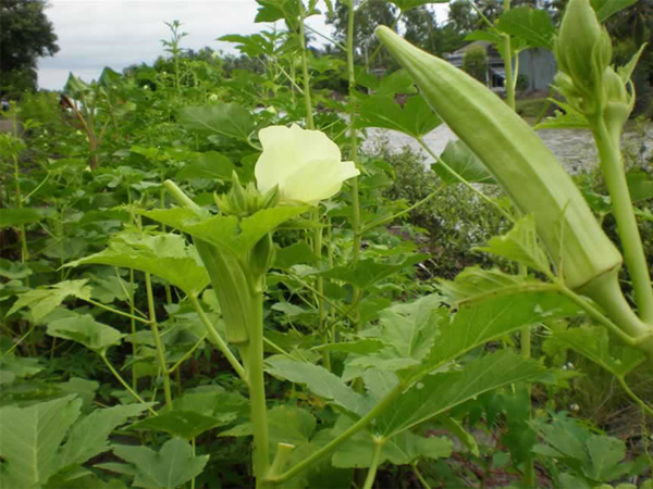 Kỹ thuật trồng cây đậu bắp
