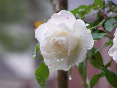 Hoa hồng bạch hấp đường phèn chữa ho