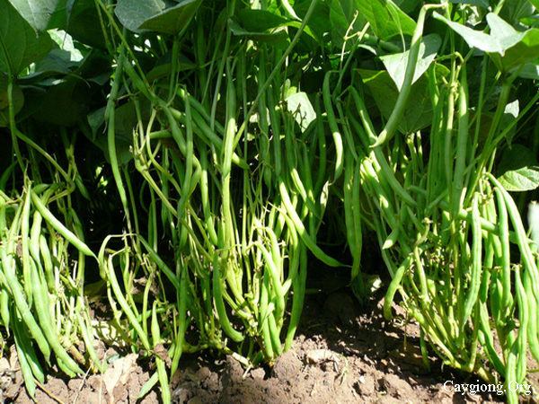 Kỹ thuật trồng đậu cove lùn