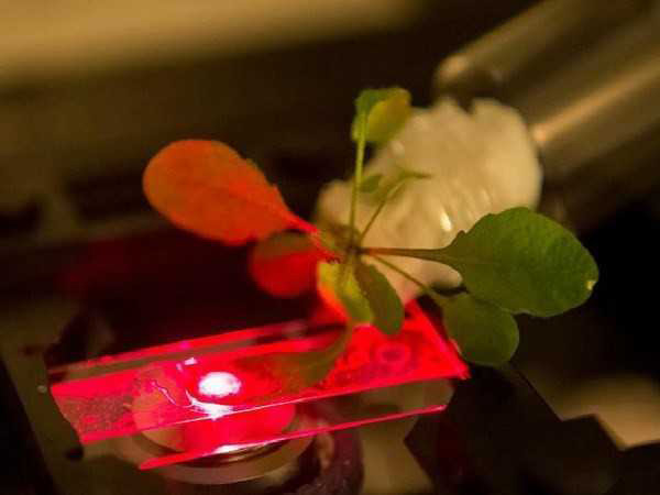 nhà khoa học sử dụng kính hiển vi cận hồng ngoại để đọc các dữ liệu của các cảm biến gắn ở ống nano được cấy dưới lá cây