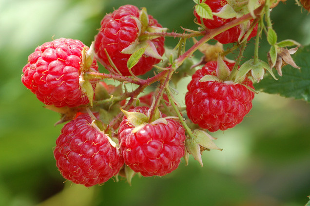 Himbeeren Quả mâm xôi  đỏ