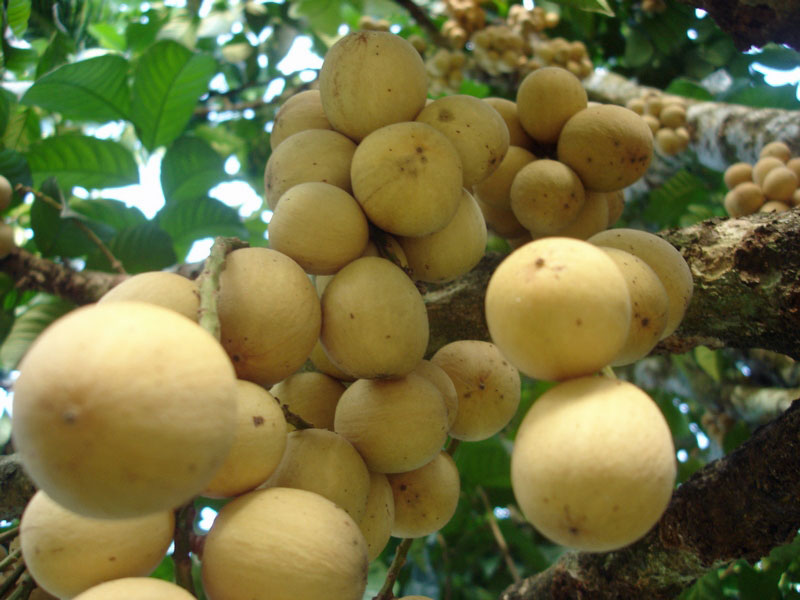 Cây bòn bon