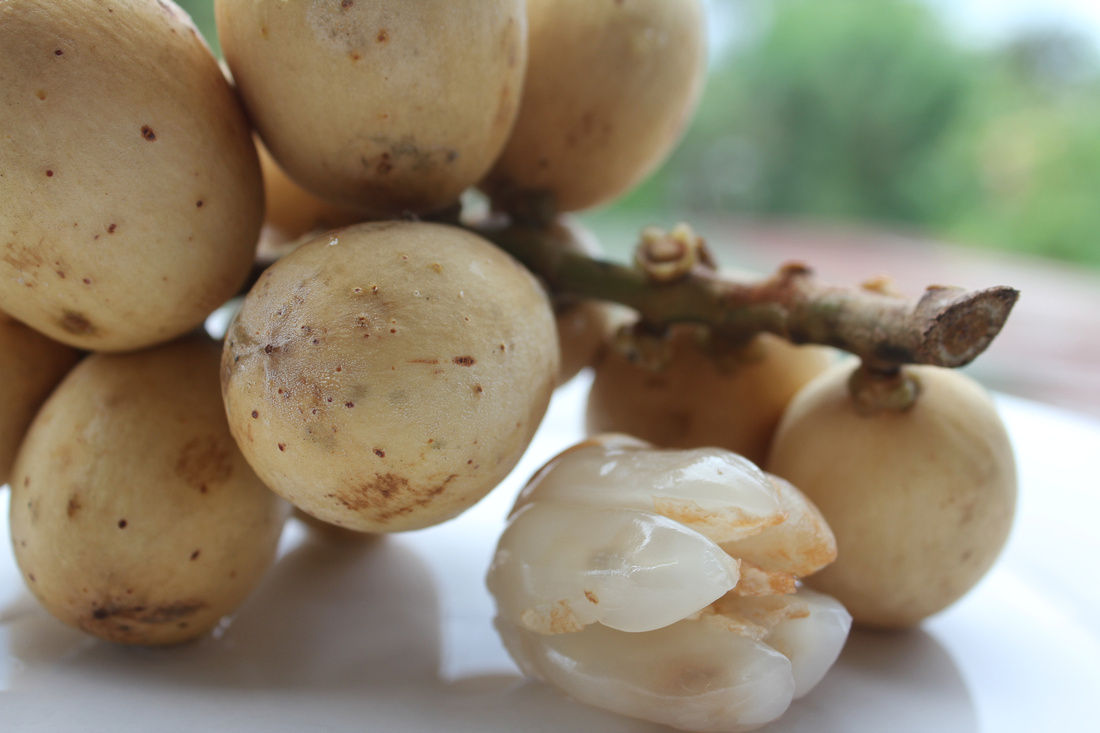 Quả bòn bon