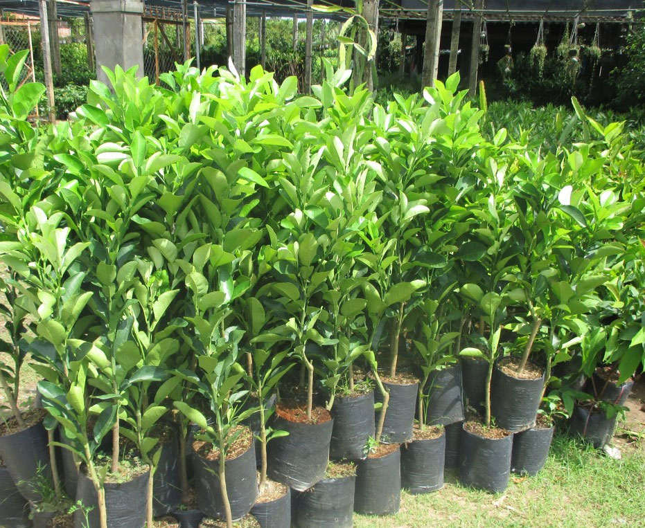 Giống Bưởi Da Xanh Miền Nam