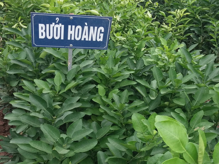 Cây bưởi hoàng giống