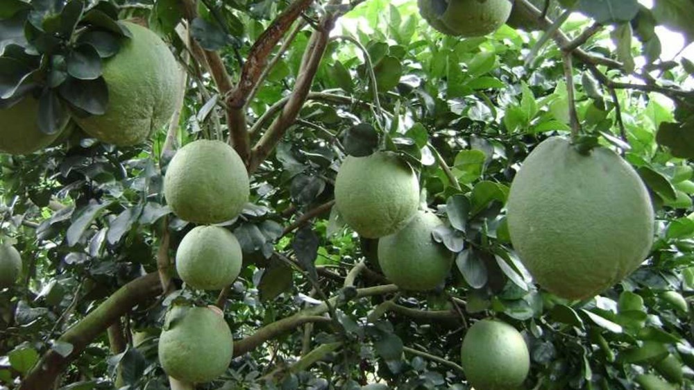 Giống Bưởi Da Xanh Miền Nam