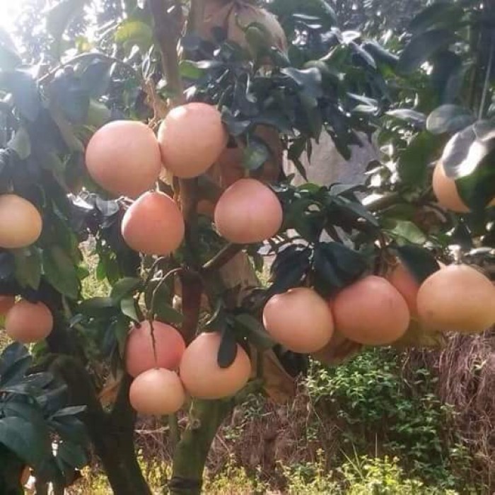 Cây bưởi phúc kiến
