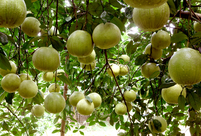 Cây bưởi đường quế dương