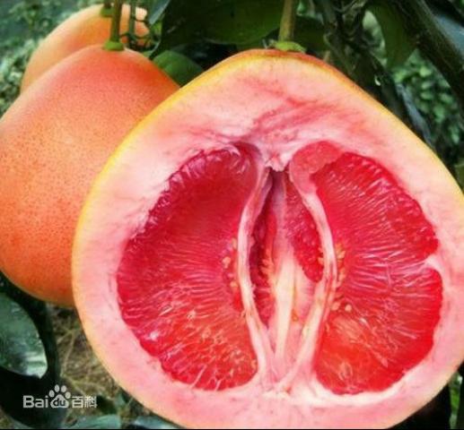 Quả bưởi phúc kiến