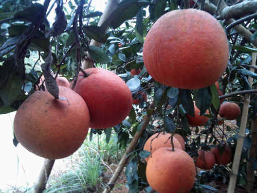 Giống cây Bưởi Đỏ Tân Lạc, Bưởi Đào Đường