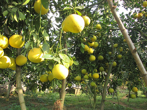 Giống bưởi đường quế dương
