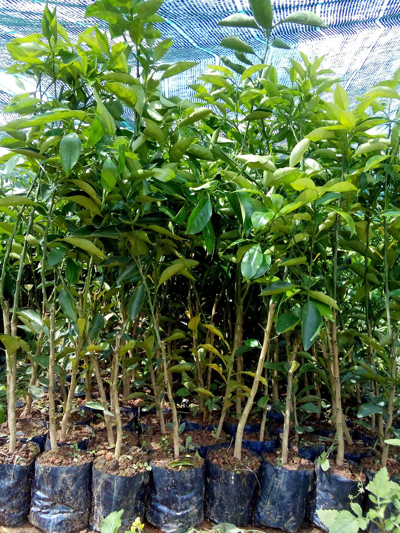 Cây cam cara ruột đỏ giống tại vườn