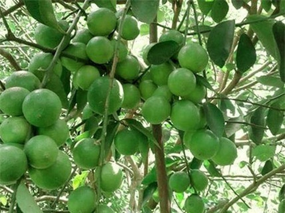Cây chanh chùm hay cây chanh không hạt rất sai quả