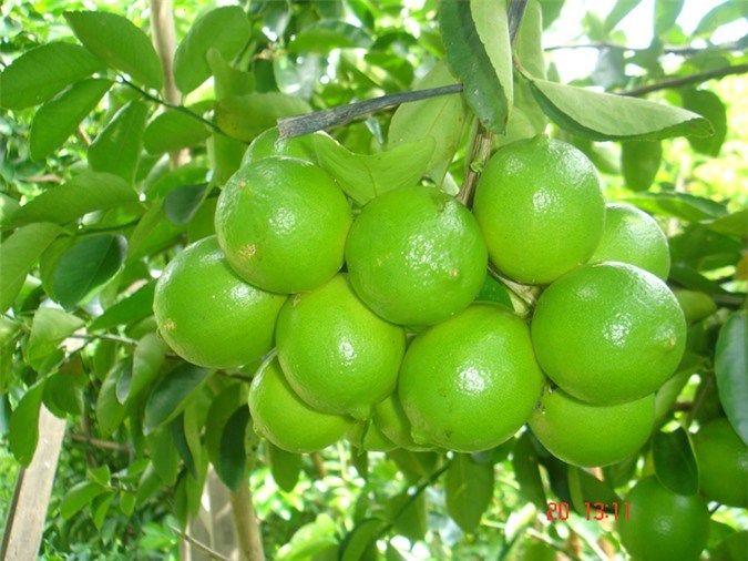Chanh không hạt hay chanh chùm rất sai quả