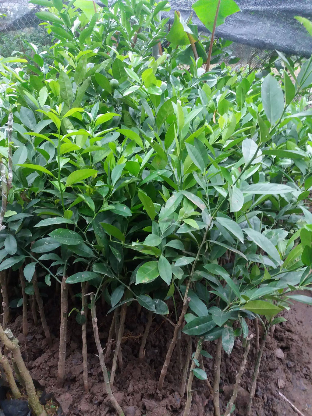 Cây chanh đào giống, giống cây chanh đào
