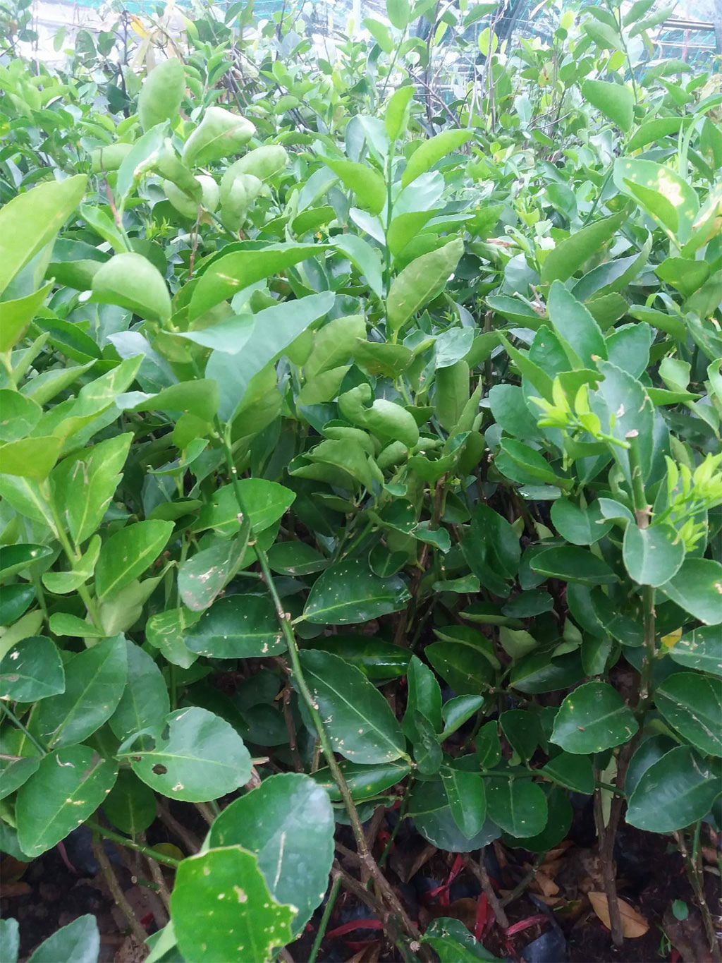 Cây chanh không hạt giống, giống chanh không hạt
