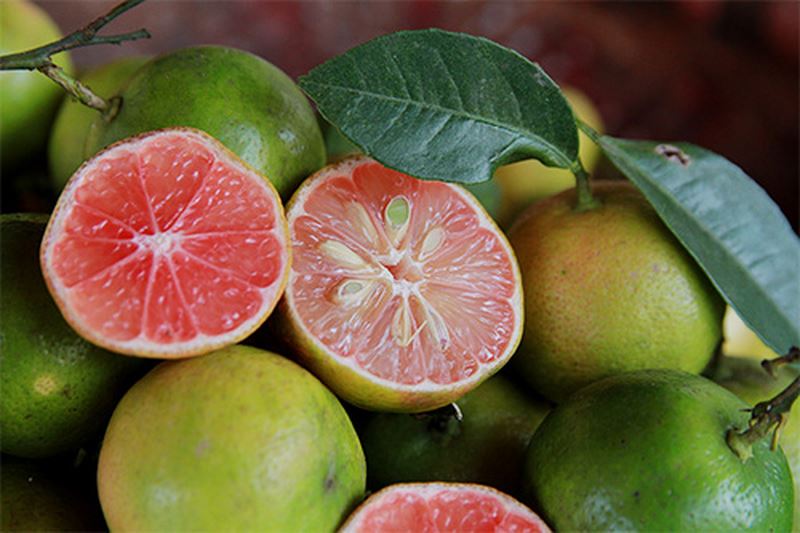Quả chanh đào khi già vỏ có màu hồng nhạt, ruột có màu đào