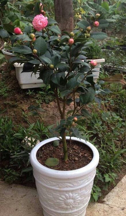 Kỹ thuật trồng chăm sóc hoa trà