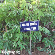 Nhãn Muộn Hưng Yên