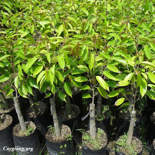 Cây sầu riêng giống