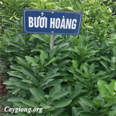 Cây bưởi Hoàng