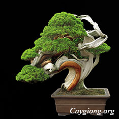 Bonsai