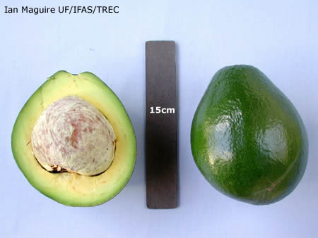 avocado booth 1 - Giống bơ booth 1