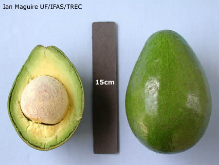 avocado booth 3 - Giống bơ booth 3