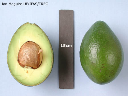 avocado booth 8 - Giống bơ booth 8