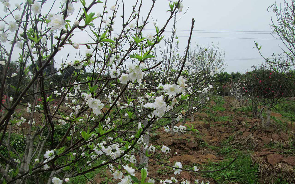 Cây đào bạch, giống đào bạch