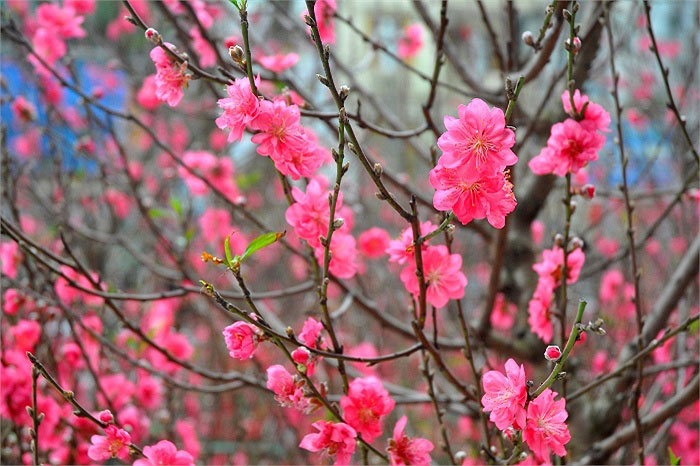 Cây đào bích, giống đào bích