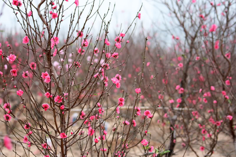 Cây đào bích, giống đào bích