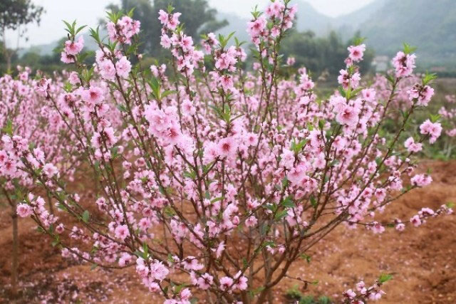 Cây đào phai, giống đào phai