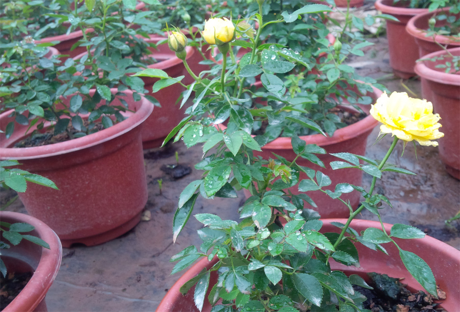 Cây hồng trứng vàng