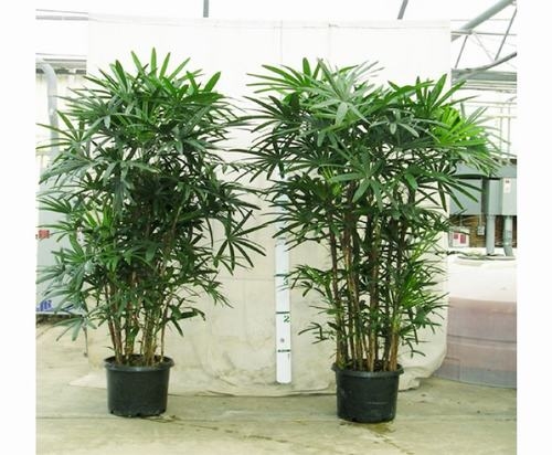 Cây trúc mây - cây trồng trong nhà tốt cho sức khỏe