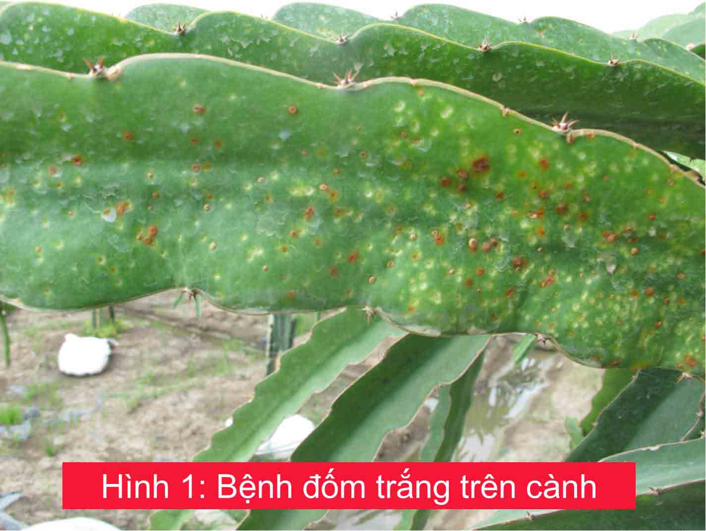 Bệnh đốm trắng trên cây thanh long