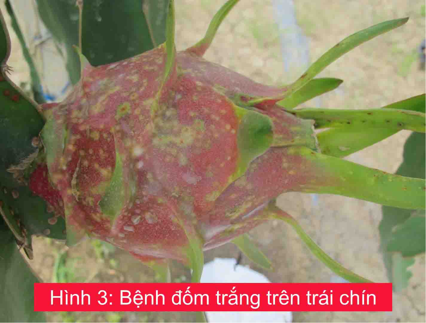 Bệnh đốm trắng trên cây thanh long