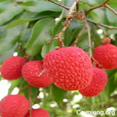 Cây Vải