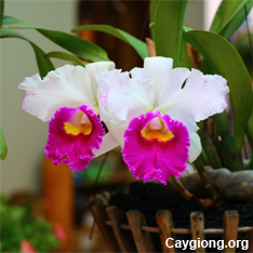 Cattleya Labiata - Cát Lan