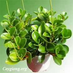 Cây Thảo Xanh