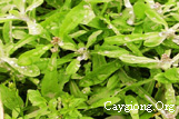 Thuốc hay từ rau khúc