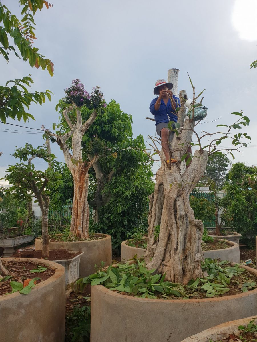 Cây bằng lăng ổi hoa trắng