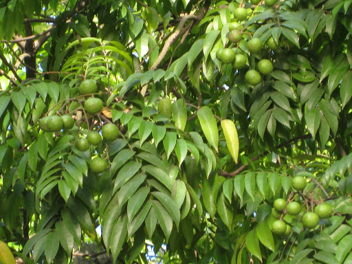 Cây sấu ăn quả