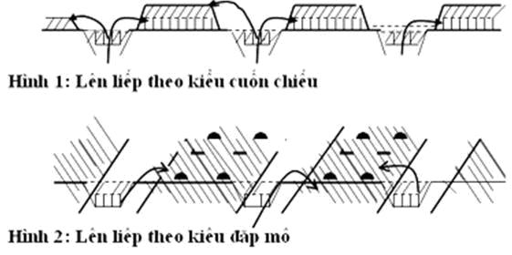 Thiết kế vườn trồng bưởi da xanh