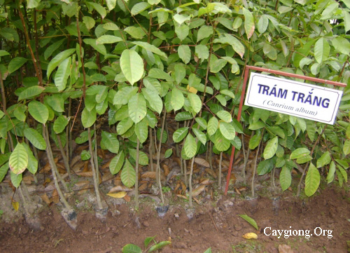 Cây trám giống