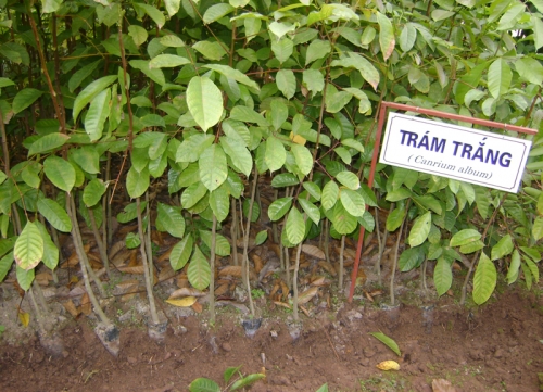 Trồng cây chám trắng