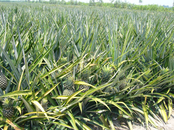 Ruộng trồng dứa